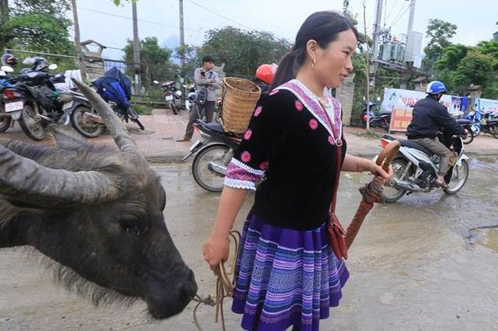 Một người phụ nữ Mông đem trâu xuống chợ bán.