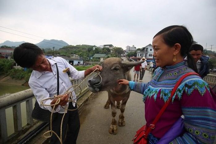 Người mua nào cũng ngắm trâu rất kỹ.