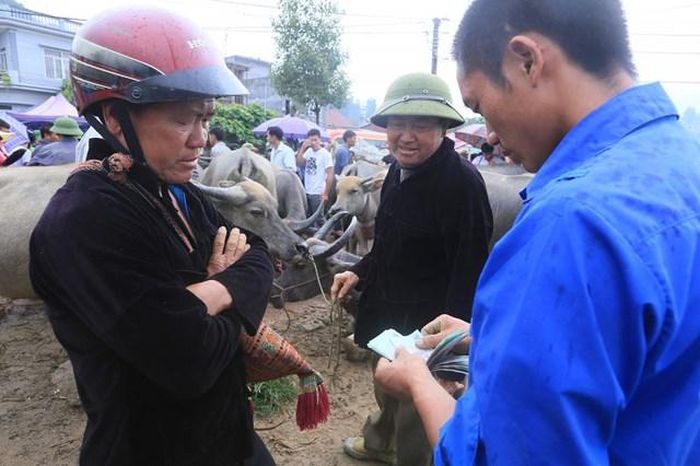 Việc mua bán trâu lại diễn ra khá nhanh.
