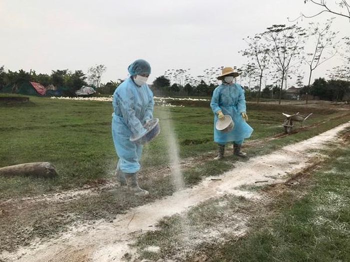Cán bộ thú y tổ chức rắc vôi bột quanh khu vực xuất hiện ổ dịch