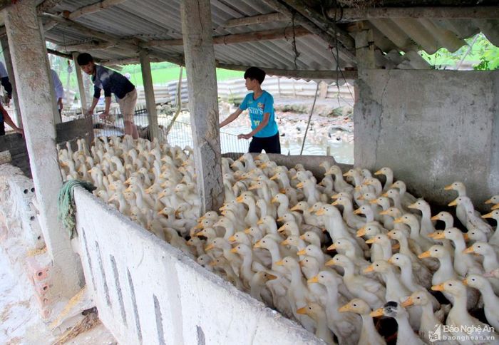 Hiện toàn xã Quỳnh Hồng có 28 nghìn con gia cầm, thủy cầm. Ảnh: Quang An