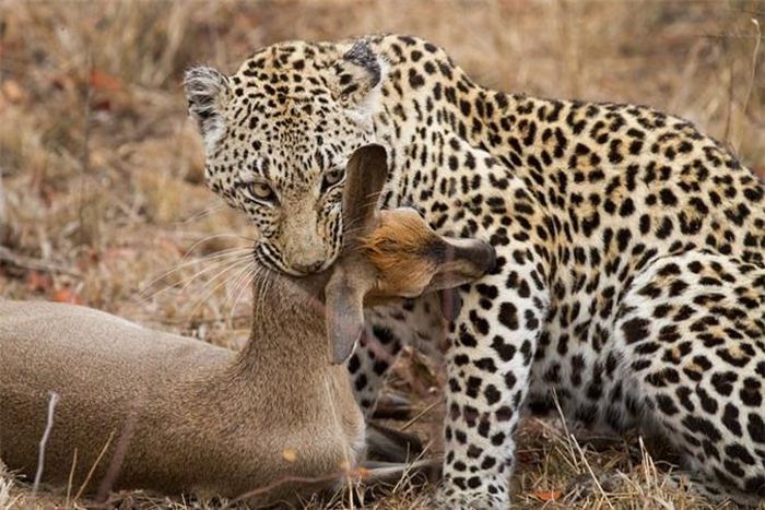  Thực tế, linh dương Duiker khá tàn nhẫn, chúng không giống như những bậc phụ huynh động vật khác, sẵn sàng tử chiến vì con. Ngược lại linh dương Duiker hoàn toàn có thể đủ bình tĩnh đưa ra quyết định lạnh lùng để bảo tồn và duy trì nòi giống. (Nguồn Londolozi) 