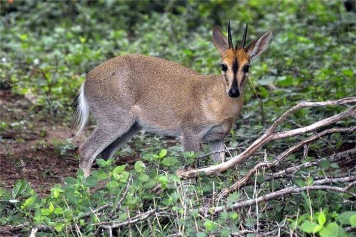  Theo một nghiên cứu, linh dương Duiker có khả năng săn những động vật nhỏ hơn để làm phong phú thực đơn của mình và chắc chắn. chúng không hề hiền lành như vẻ bề ngoài. (Nguồn Londolozi) 