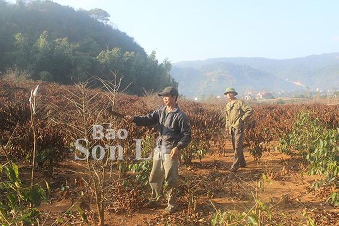 Nông dân bản Huổi Khoang, xã Chiềng Ban đốn tỉa cây cà phê bị thiệt hại do sương muối.