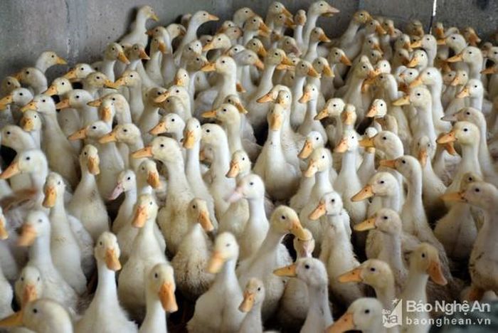 Đàn gia cầm, thủy cầm của huyện Quỳnh Lưu đang bị uy hiếp bởi dịch cúm gia cầm H5N6. Ảnh: Xuân Hoàng