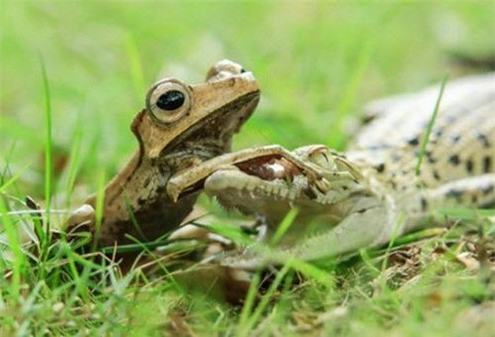 Dường như loài ếch có tài năng thiên bẩm trong việc chế phục những con cá sấu non. (Nguồn Sina)