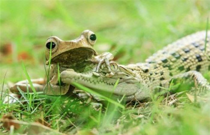 Kỳ lạ hơn, sau khi bị ếch "đóng hàm", cá sấu dường như ngoan ngoãn và không còn hung hăng như trước. (Nguồn Sina)