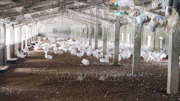 Huyện Quỳnh Lưu có đàn gia cầm lớn lên đến 2 triệu con.