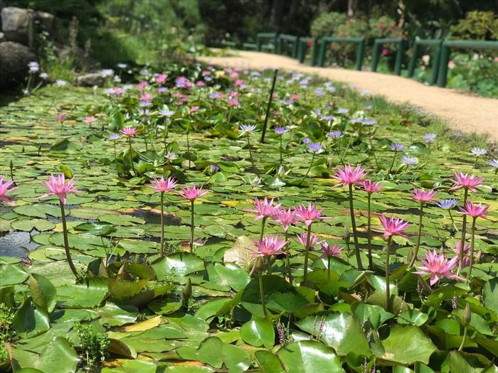 Không chỉ có sen, vườn này còn có cả hoa súng đủ các loại đang đua nở