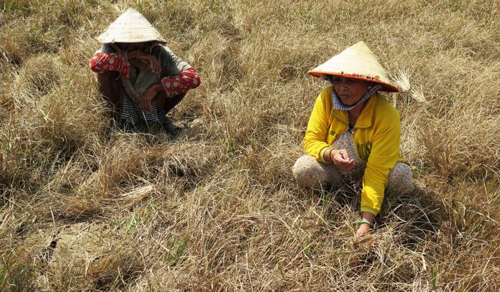 Xâm nhập mặn và hạn hán làm cháy ruộng lúa