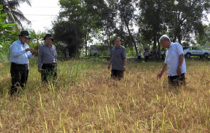 Người nông dân cần mạnh dạn chuyển đổi giống để né hạn mặn