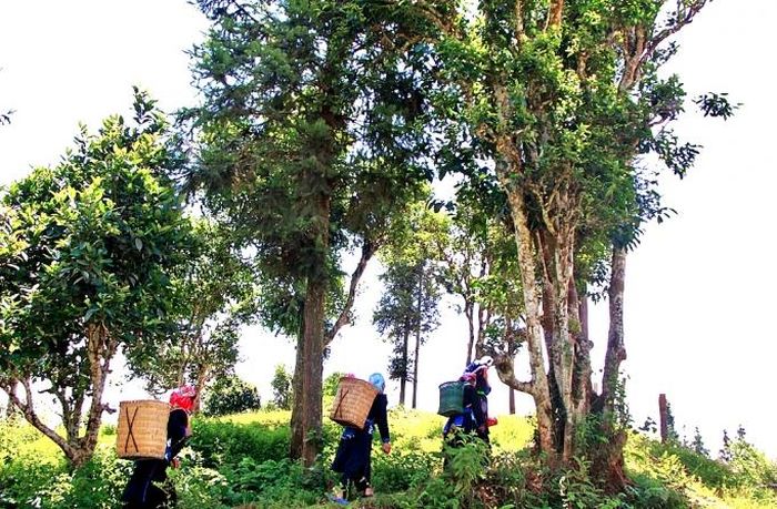 Cây chè Shan hữu cơ giúp bà con Bản Liền tăng thu nhập