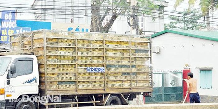 Xe chở vịt trên quốc lộ 1 đoạn qua xã Hưng Lộc (huyện Thống Nhất) xịt nước làm mát cho vịt khiến nước thải chảy trực tiếp xuống đường