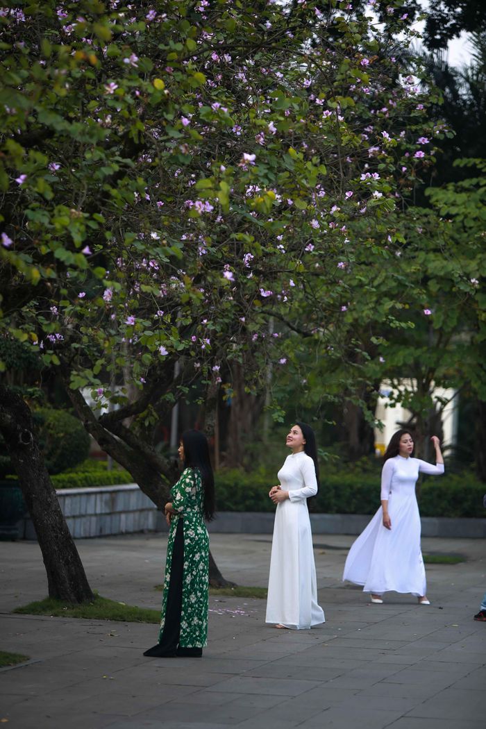  Không phải loài hoa đặc trưng của Hà Nội nhưng hoa ban được người dân Thủ đô yêu mến và coi như một dấu hiệu tốt đẹp hơn mà mùa xuân mang tới.