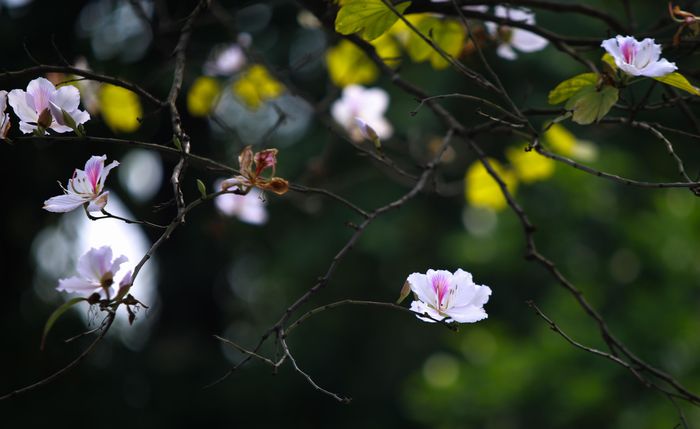  Những cành hoa ban thi nhau khoe sắc giữa lòng Thủ đô.