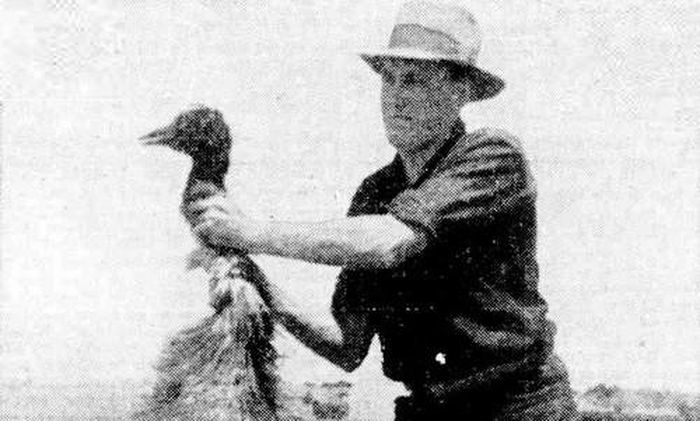 Thậm chí, quân đội Australia còn tuyên chiến chính thức với loài chim emu. Đến giữa tháng 11/1932, quân đội Australia cho phép binh sĩ giết mọi con đà điểu mà họ thấy trong cuộc chiến đặc biệt này.