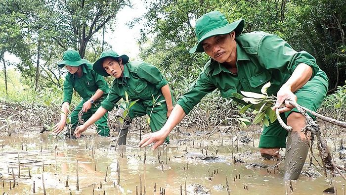 Trồng cây rừng mới