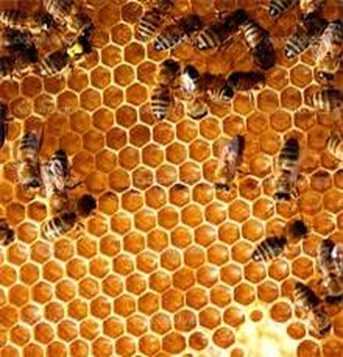 Vì vậy, thống đốc của hai bang đã ra lệnh cho lực lượng quân đội của họ tuần tra tại khu vực biên giới tranh chấp sau khi quận trưởng Missouri bị giam giữ trong lúc thu thuế ở khu vực tranh chấp.