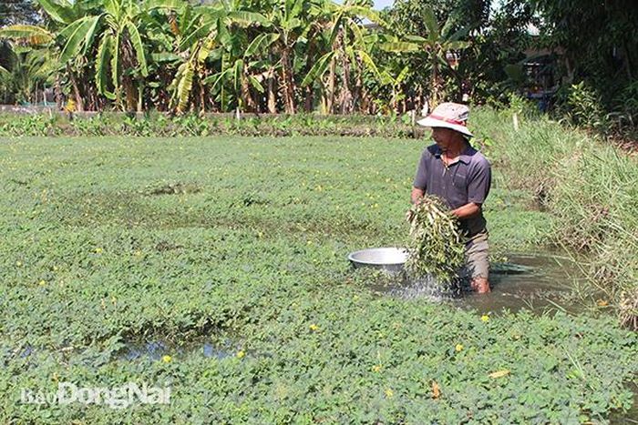 Ông Lê Văn Thường (ngụ ấp Trầu, xã Phước Thiền) thu hoạch rau nhút