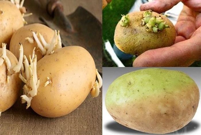 Ăn khoai tây mọc mầm dễ bị ngộ độc.