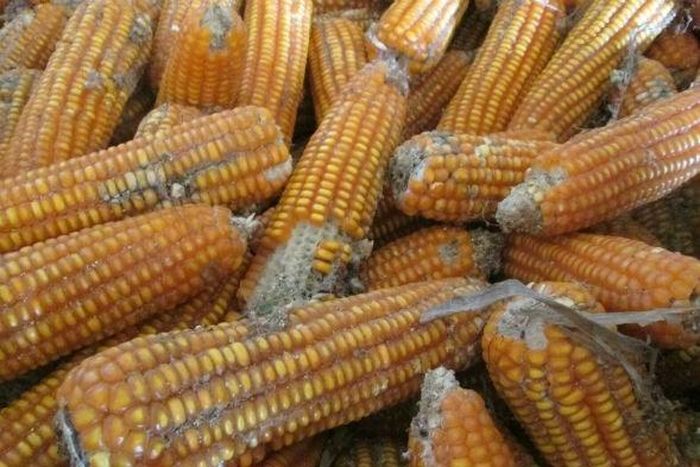 Tuyệt đối không sử dụng, chế biến ngô bị nấm mốc .