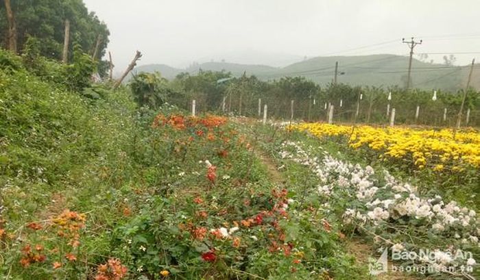 Người trồng hoa ở Quang Thành, Yên Thành không muốn chăm sóc, khiến cỏ dại mọc xen lẫn hoa dày đặc. Ảnh: Văn Trường