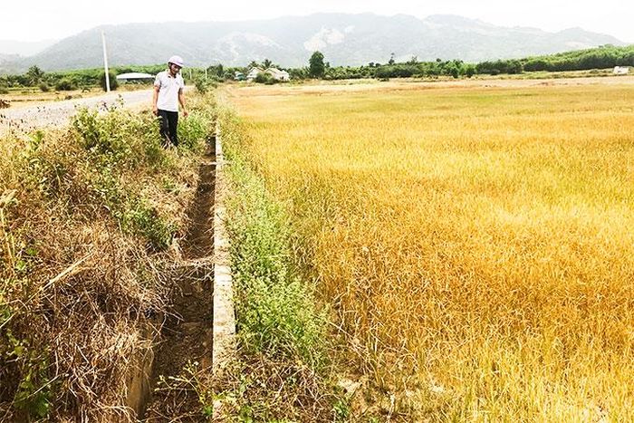  Ruộng lúa ở Khánh Vĩnh khô cháy. 