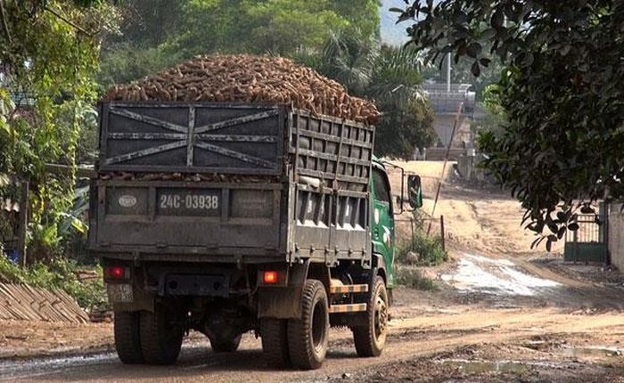 Xe chở sắn tươi quá khổ lưu thông trên đường.