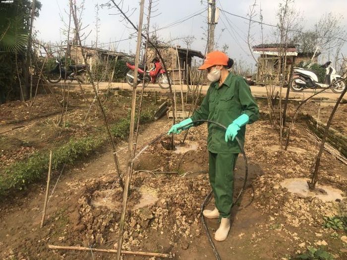 Mặc dù tốn nhiều công sức, nhưng để thành công thì còn phụ thuộc rất nhiều vào yếu tố thời tiết.
