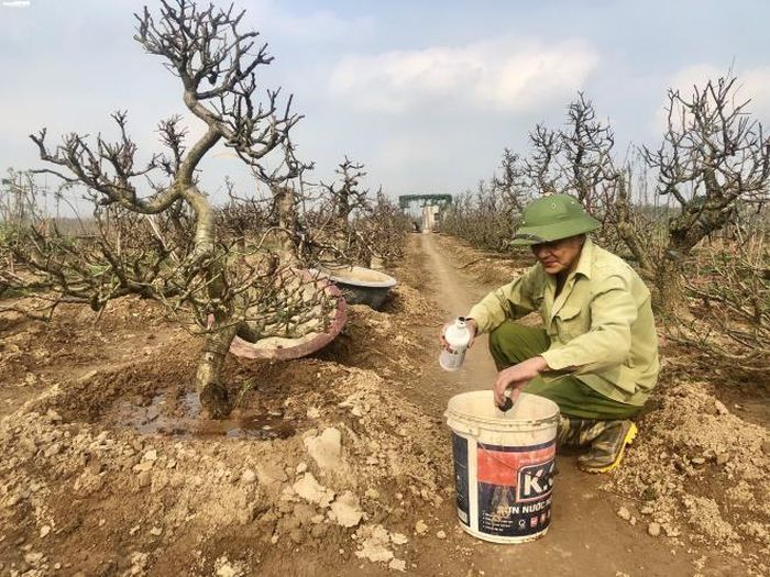 Những gốc đào được tưới nước pha thuốc kích rễ để cây phát triển, sớm phát hiện được cây nào bị yếu, chết.