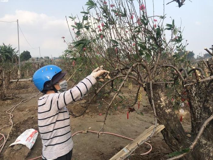 Đào được mang về trồng tại vườn, được cắt bỏ những cành cũ để cành mới phát triển, năm tới sẽ cho ra nhiều hoa.