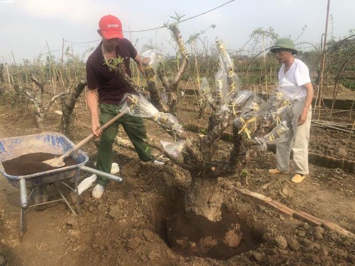 Những gốc đào được trồng lại bắt buộc phải dùng đất mới thì cây mới sinh trưởng tốt.