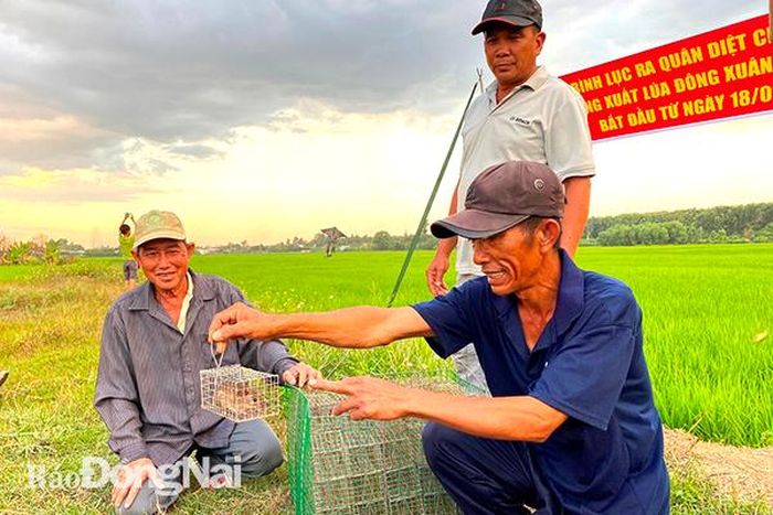 Ông Lê Chánh Thi hướng dẫn nông dân cách đặt bẫy chuột đồng. Ảnh:N.Liên