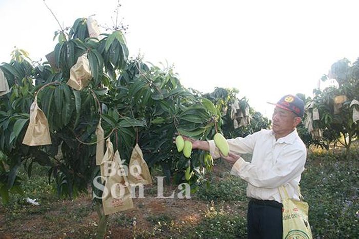 Ông Trần Văn Quang, tiểu khu 10, xã Hát Lót (Mai Sơn) chăm sóc vườn xoài trái vụ.
