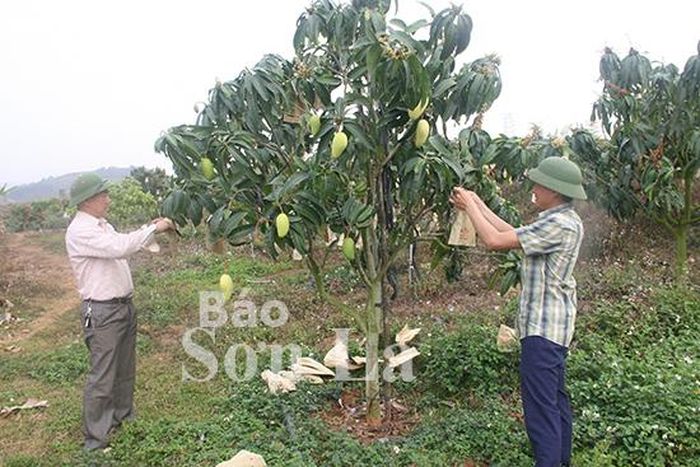 Vườn xoài trái vụ của ông Trần Văn Quang, tiểu khu 10, xã Hát Lót (Mai Sơn).