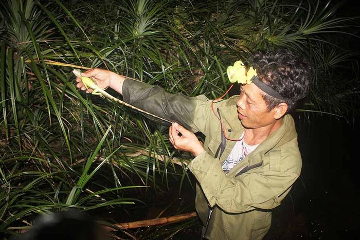 Kỳ tôm - một loại sản vật của núi rừng Ia Rsai. Ảnh: Nguyễn Tú