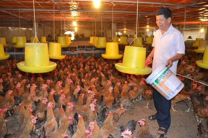 Giống như nhiều chủ trang trại chăn nuôi khác, ông Nguyễn Văn Tăng, ở xóm Hạ Vụ 2, xã Vạn Phái (T.X Phổ Yên) thực hiện nhiều giải pháp phòng bệnh cho đàn gia cầm.