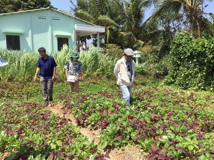 Cây cối héo úa