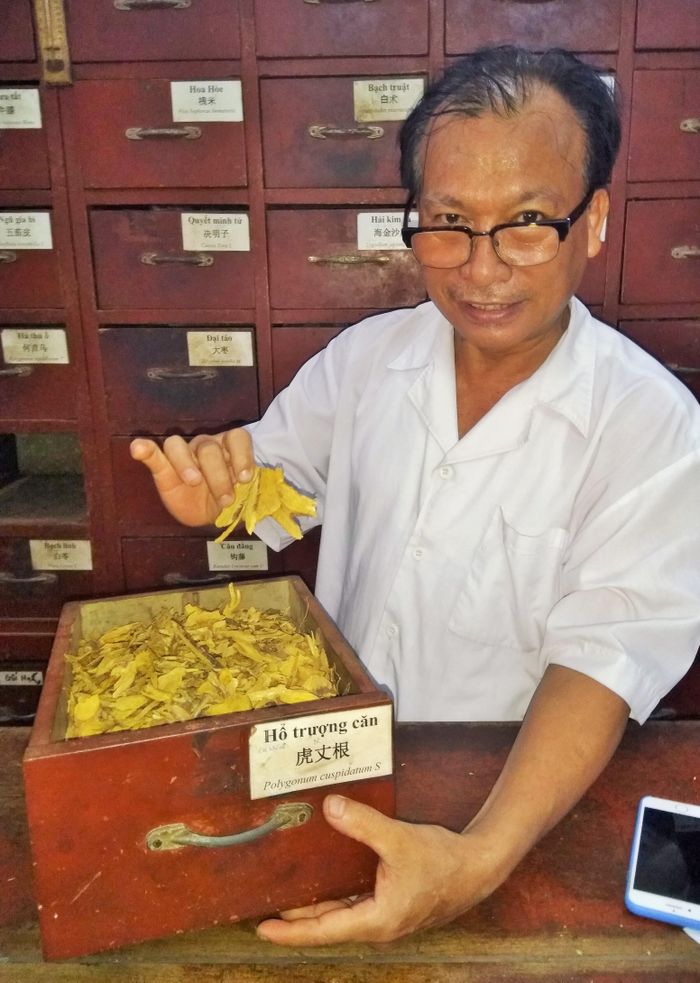 Lương y Nguyễn Đức Nghĩa và vị thuốc Hổ Trượng do Việt Nam trồng (Vị thuốc này hiện được giới y học cổ truyền Trung Quốc sử dụng để điều trị cho bệnh nhân nhiễm Covid-19 tại Vũ Hán và nhiều tỉnh thành khác). Ảnh: Trần Nguyên Anh