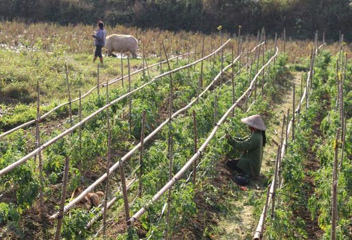 Người dân xã Thái Niên (Bảo Thắng) chăm sóc rau màu.