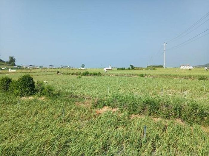  Cánh đồng tỏi Lý Sơn.