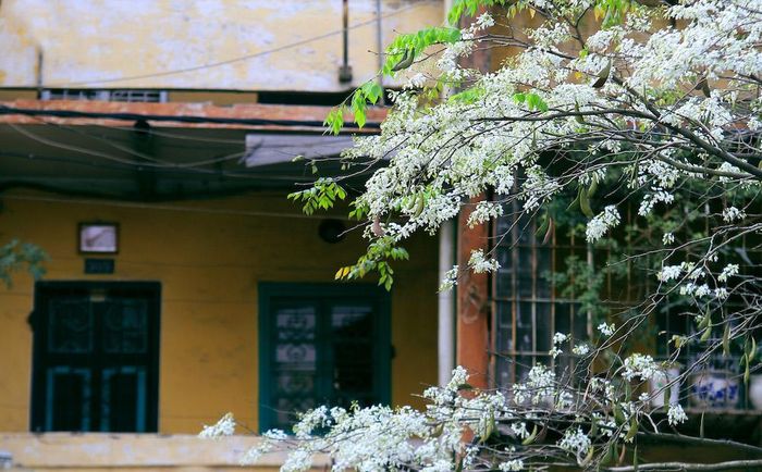Hoa sưa tinh khôi như những bông tuyết trắng long lanh trong nắng mới.