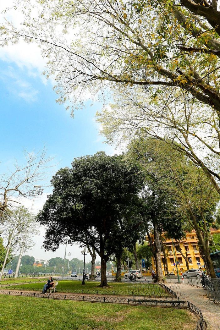 Góc phố như chuyển mình bởi màu trắng hoa và xanh nõn lá cây sưa.