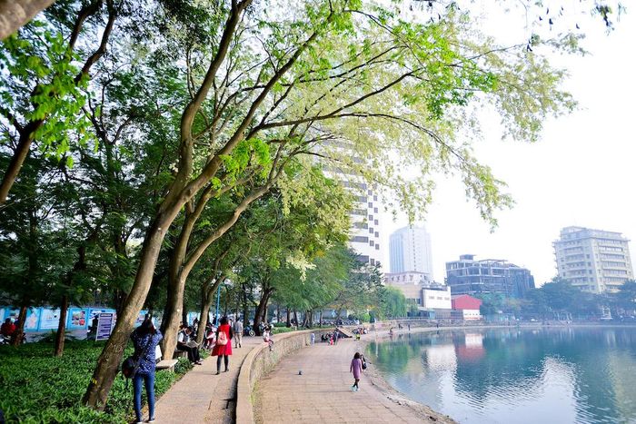 Những cây sưa ở khu vực hồ Ngọc Khánh bung nở trăng xóa, thu hút rất đông các nhiếp ảnh gia tới để lưu lại hình ảnh loài hoa độc đáo này.