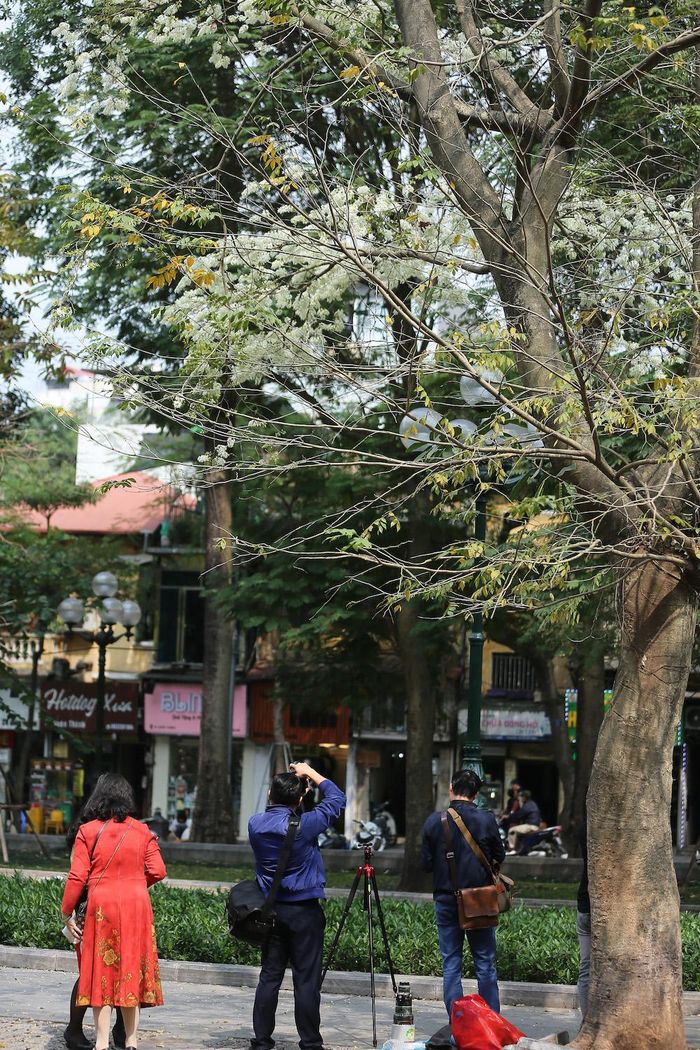Hoa sưa nở đẹp nhất thường vào buổi sáng. Đây là thời điểm để thích hợp nhất để lưu lại hình ảnh loài hoa này.