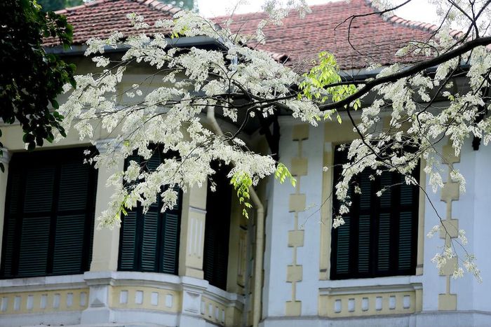 Ở Hà Nội chẳng khó tìm một không gian, một góc riêng để mê đắm với những chùm hoa duyên dáng hoặc làm tuor du lịch nhỏ ngắm phố phường Hà Nội và hoa sưa.