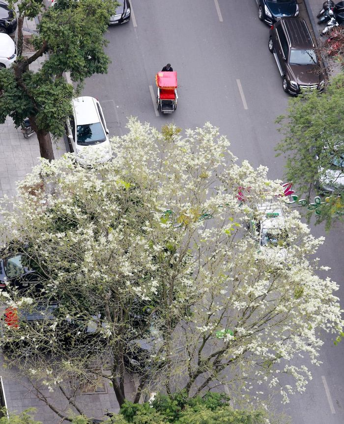 Hoa sưa nở trắng một góc phố.
