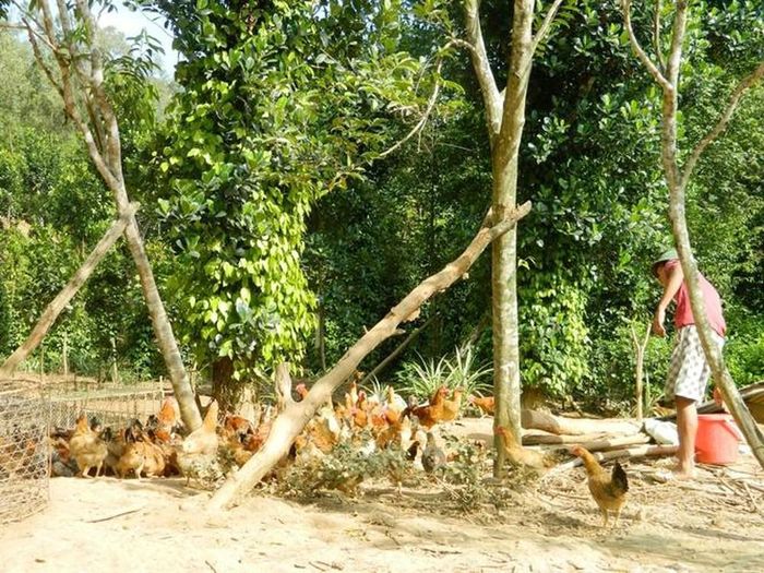 Nuôi gà theo lối kinh tế trang trại.