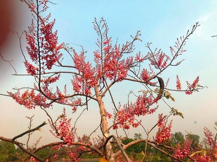 Cây ô môi được trồng nhiều ven đường.