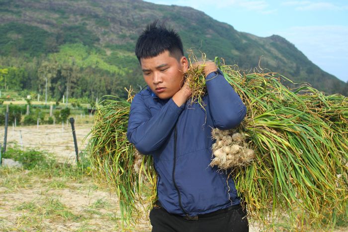 Mang, vác tỏi trên vai. Ảnh: NGUYỄN TRANG